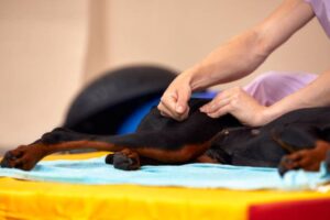 dog physical therapist
