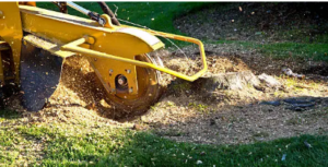 stump removal experts