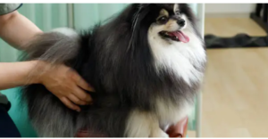Canine-PT-and-Me therapy for dogs with hip dysplasia