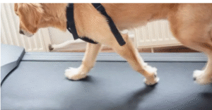IVDD in dogs effective treatment