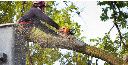 tree removal Adelaide Hills