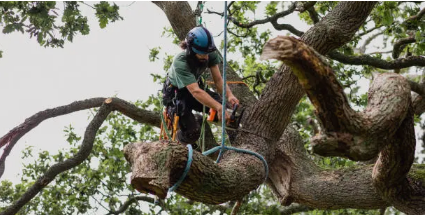 tree services Adelaide Hills