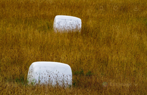 silage plastic